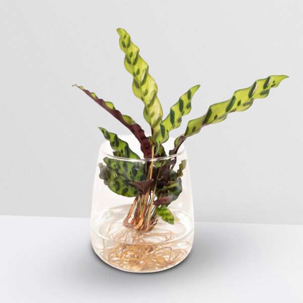 Calathea Insignis in Kingston glas - Ø12 cm ↑30 cm