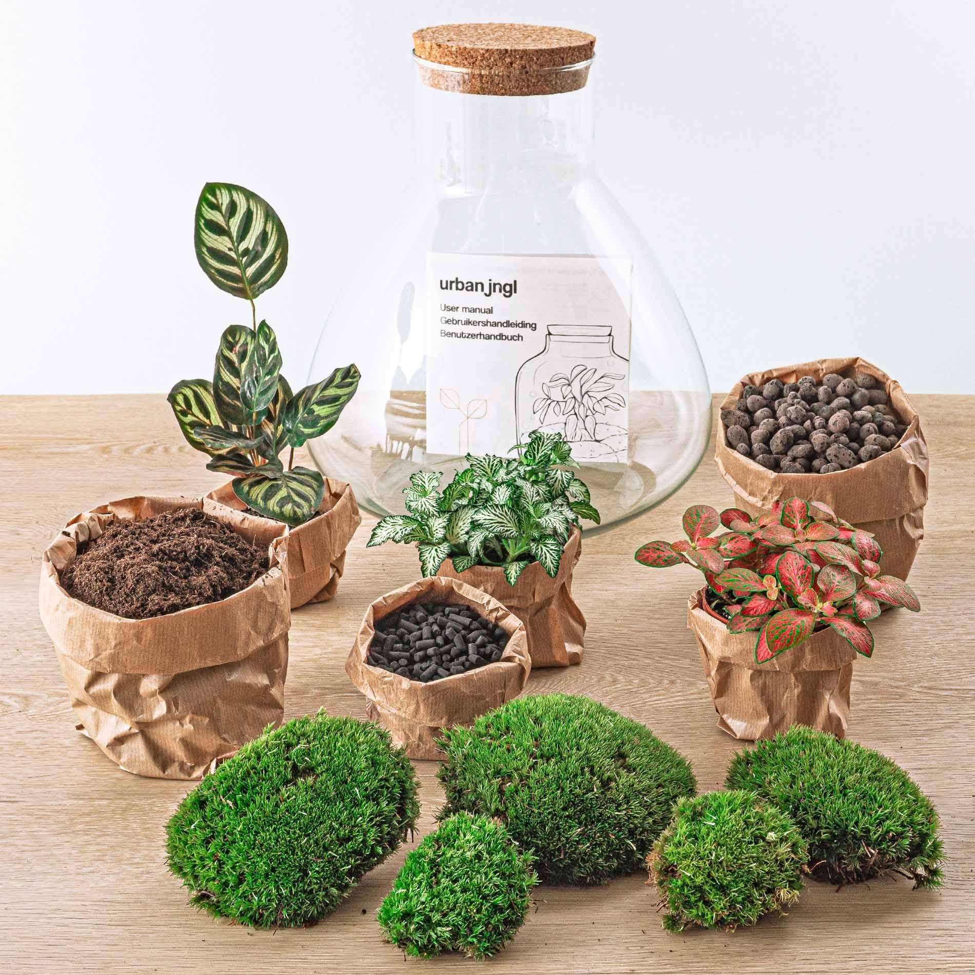 Planten terrarium Sam XL Rood 35cm - Image 2