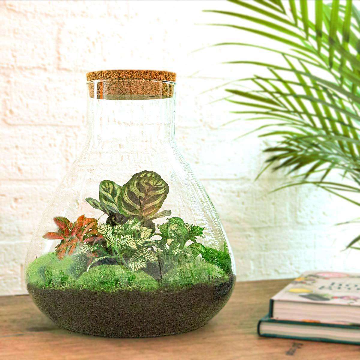 Planten terrarium Sam XL Rood 35cm - Image 3