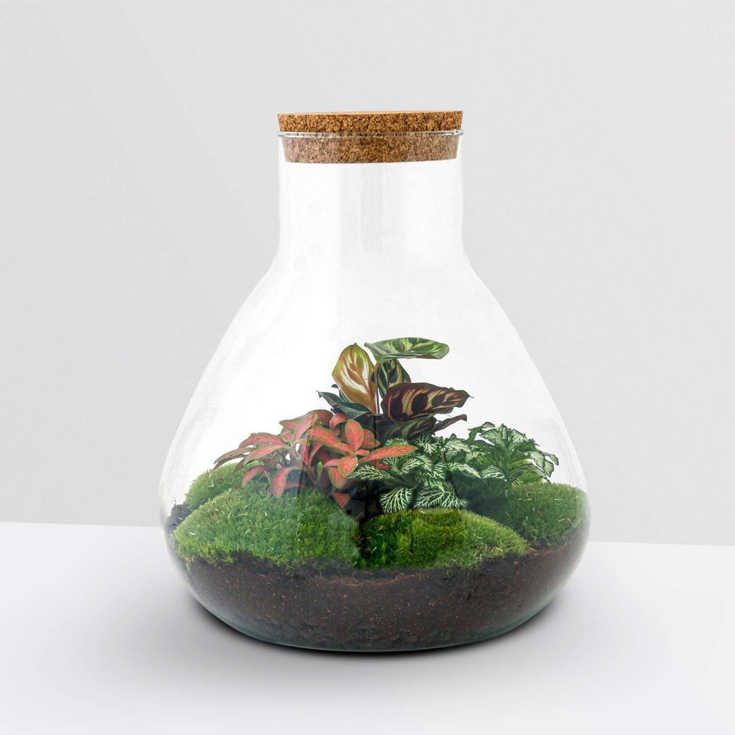 Planten terrarium Sam XL Rood 35cm