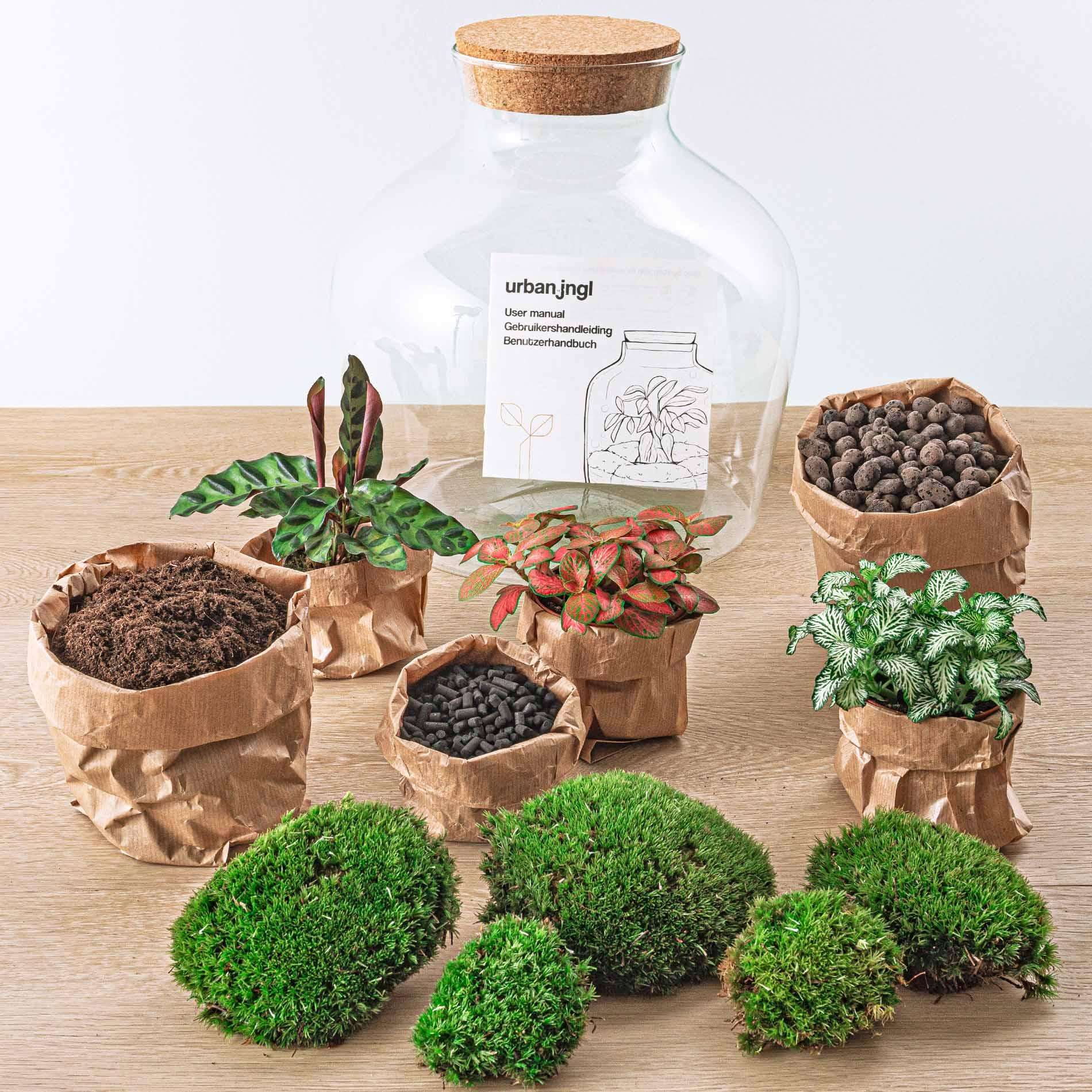 Planten terrarium Fat Joe Rood 30cm - Image 2