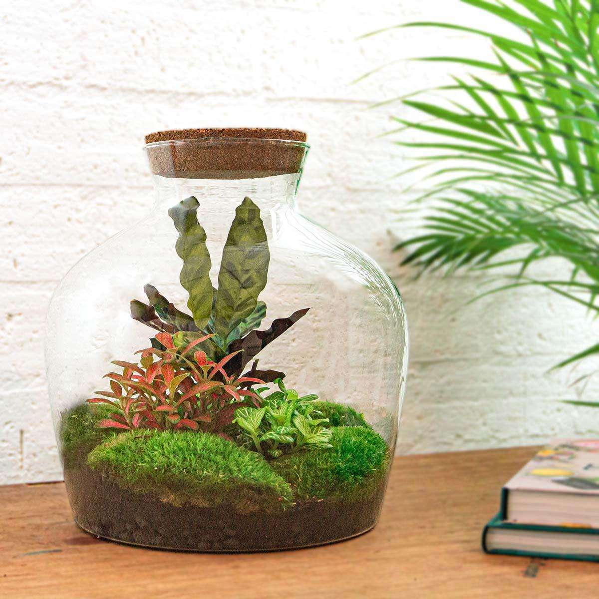 Planten terrarium Fat Joe Rood 30cm - Image 3