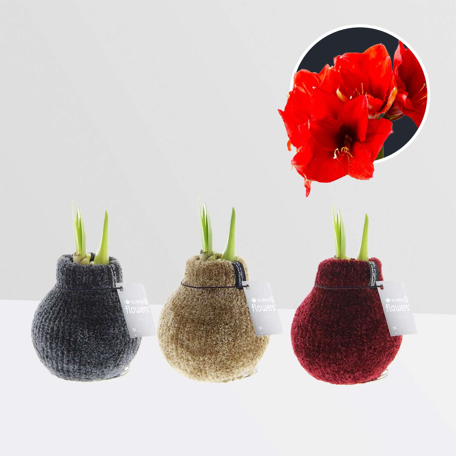3 stuks Amaryllis in Wax Fashionz Cozy Teddy