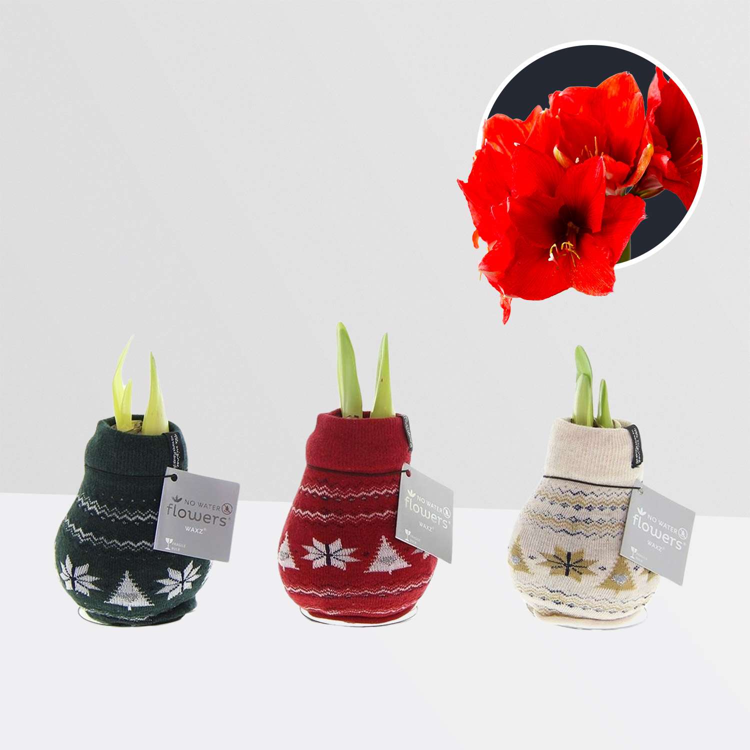 3 stuks Amaryllis in Wax Fashionz Nordic