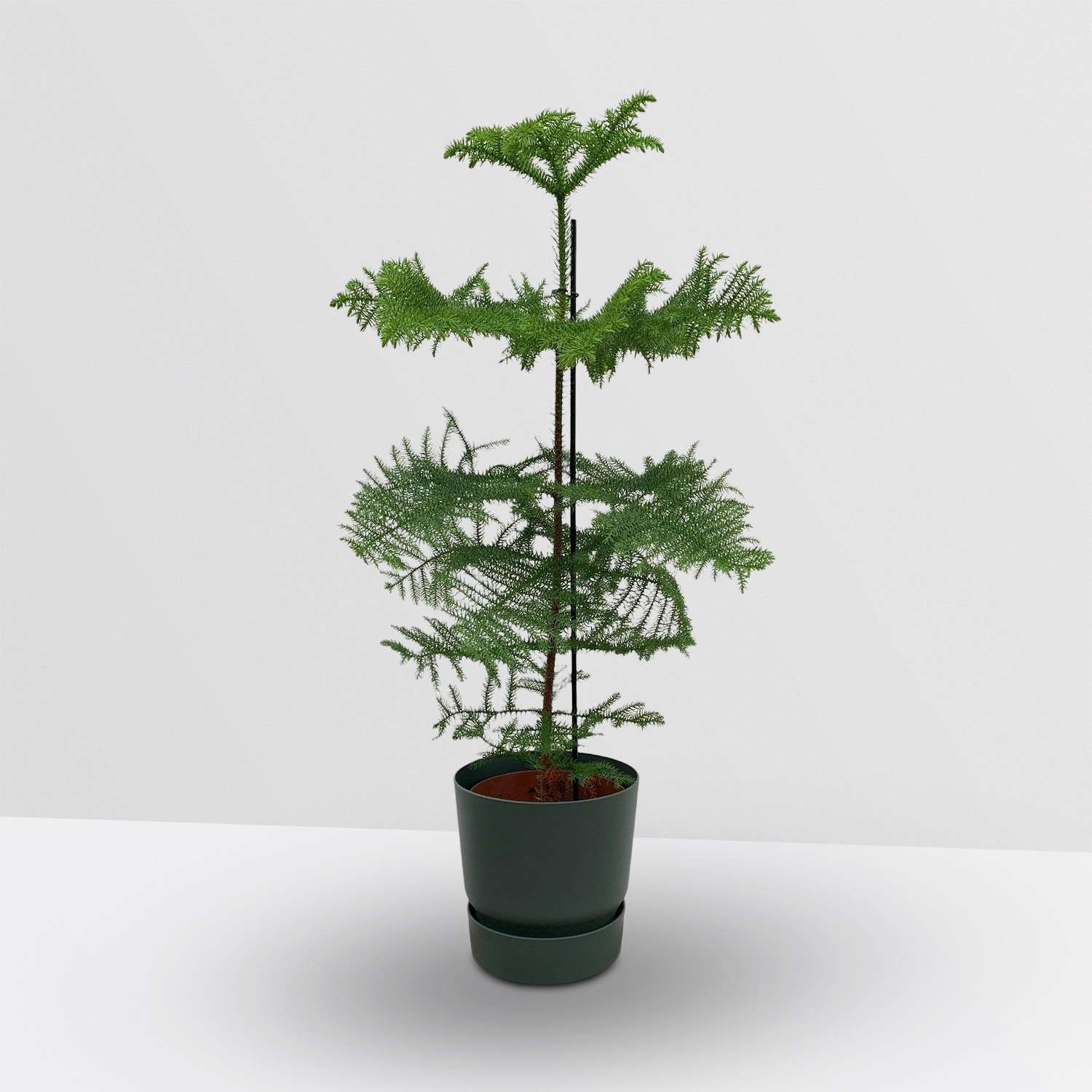 Kerstboom Kamerden (Araucaria Heterophylla) in elho Greenville Round Leaf Green Sierpot