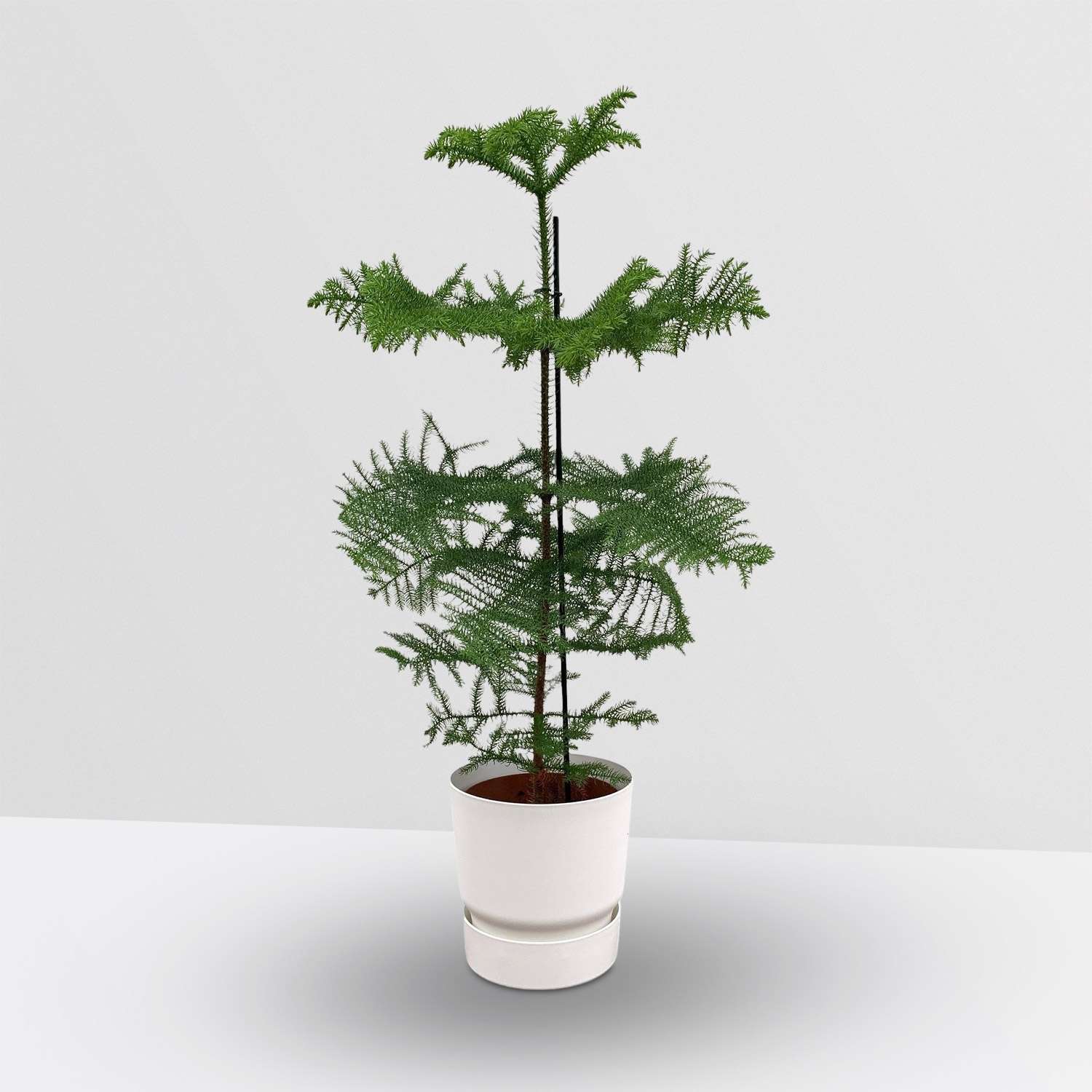 Kerstboom Kamerden (Araucaria Heterophylla) in elho Greenville Round White Sierpot