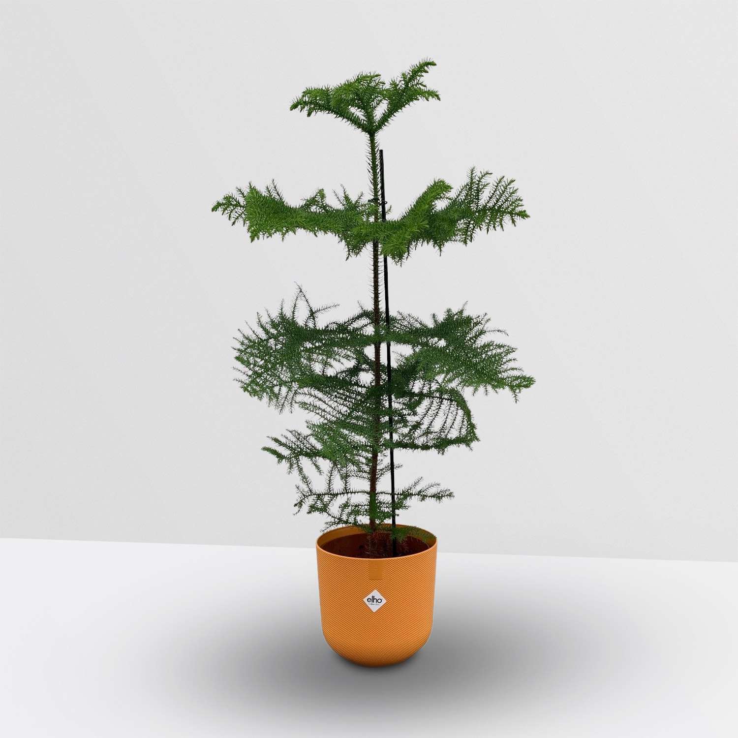Kerstboom Araucaria (kamerden) in elho Jazz Round Amber Yellow Sierpot