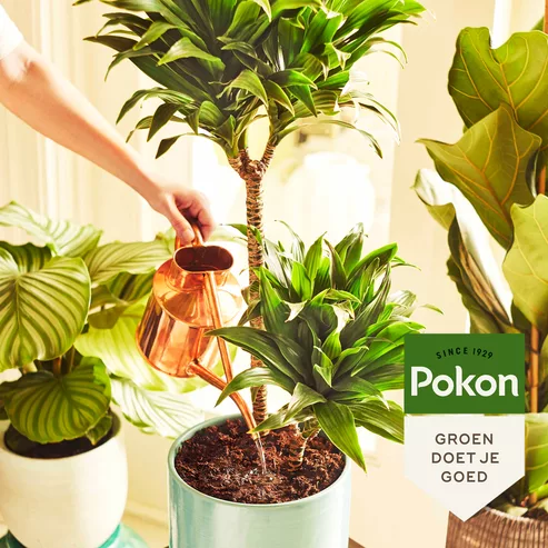 Kamerplanten voeding 250ml - Image 3