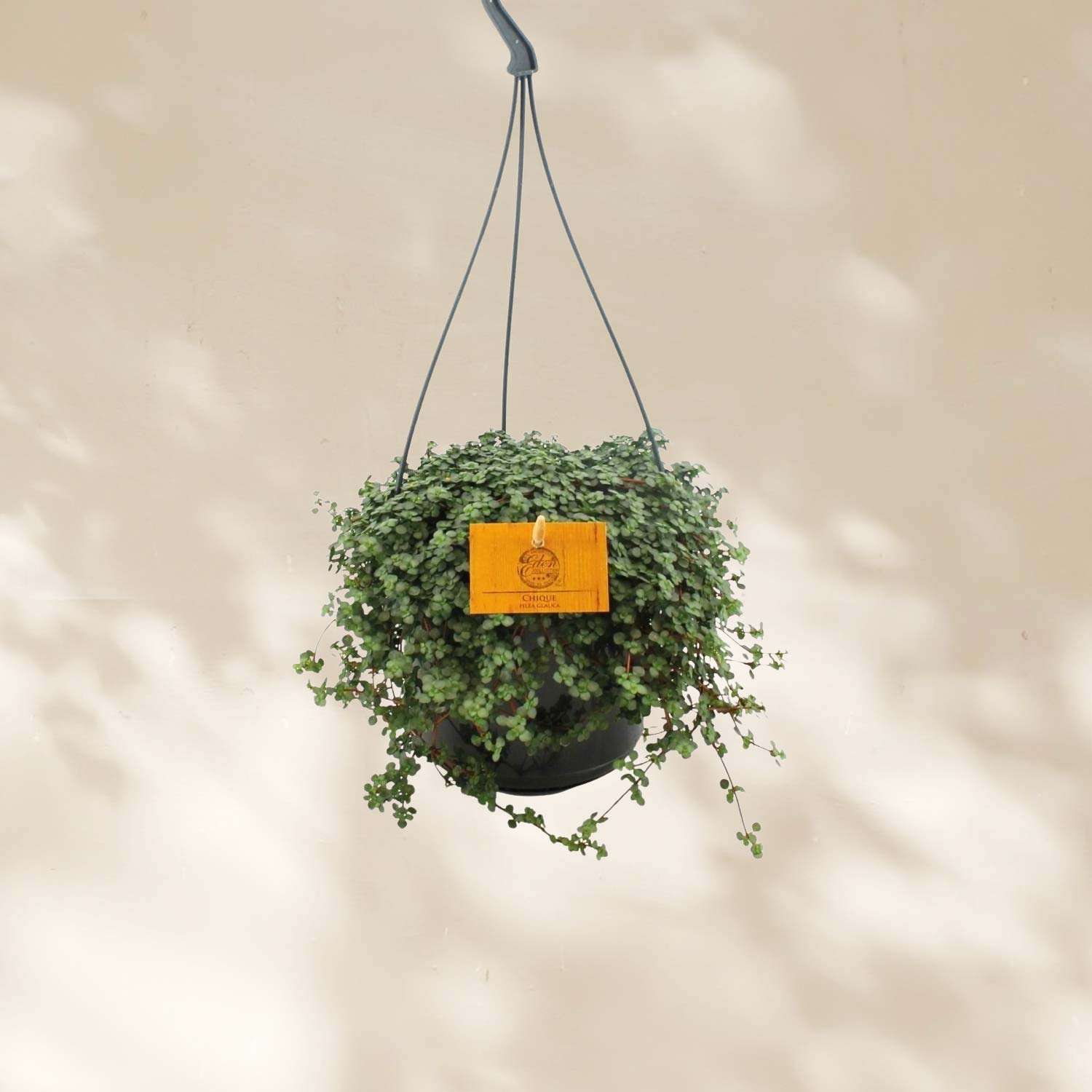 Pilea Glauca hangplant - Ø15cm - ↕25cm