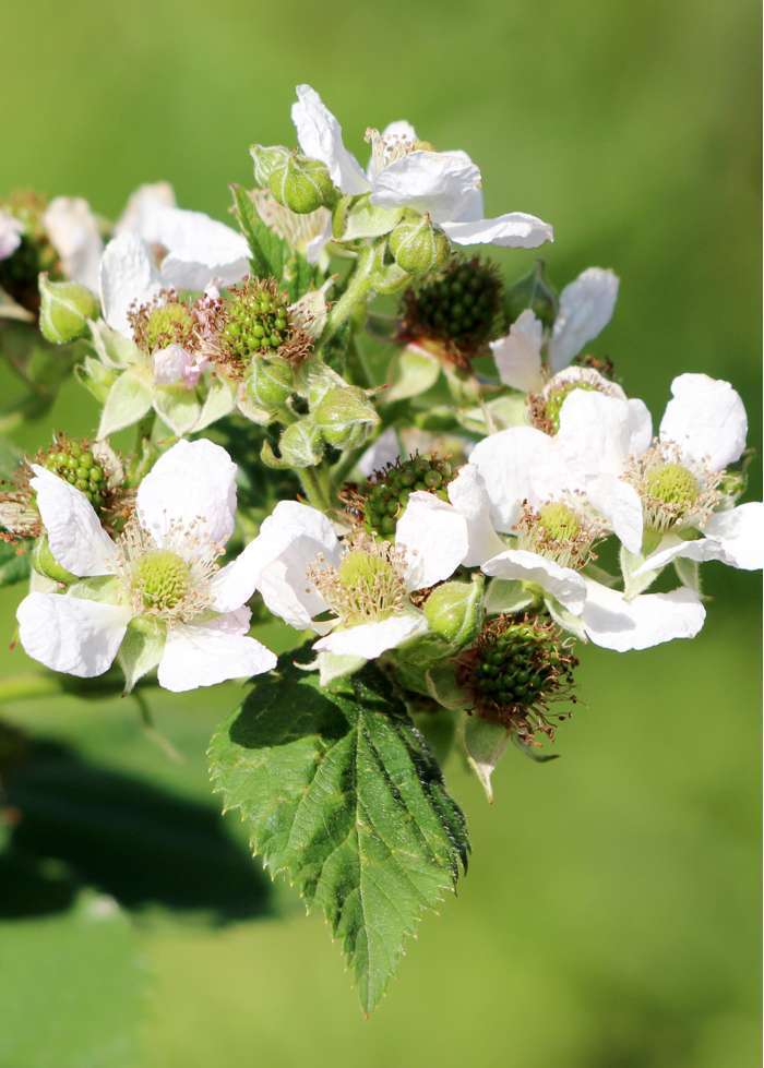 Bramen en Framboos planten - Image 6