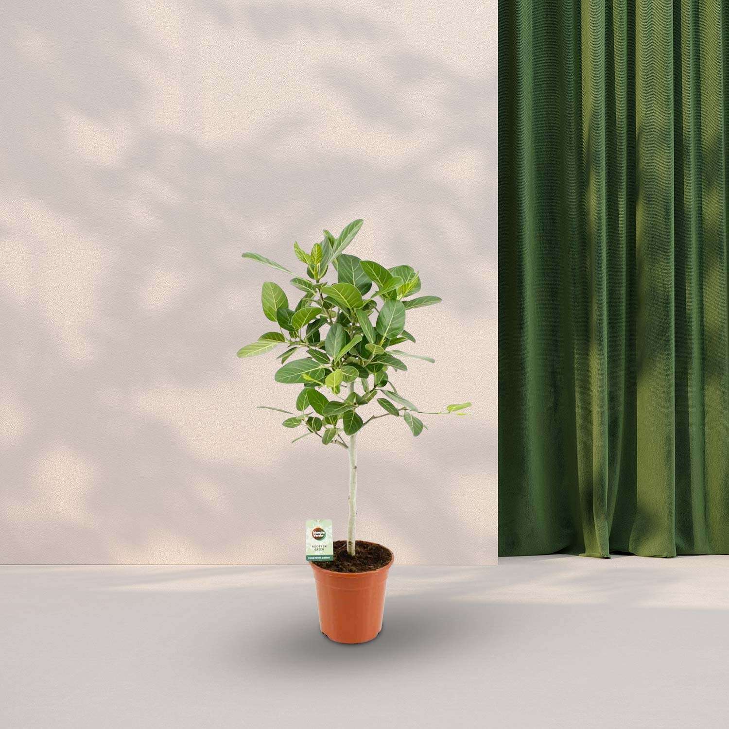 Ficus Benghalensis Petite Audrey - Ø21cm - ↕75cm