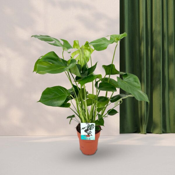 Gatenplant (Monstera Deliciosa) - Ø19cm ↕70cm