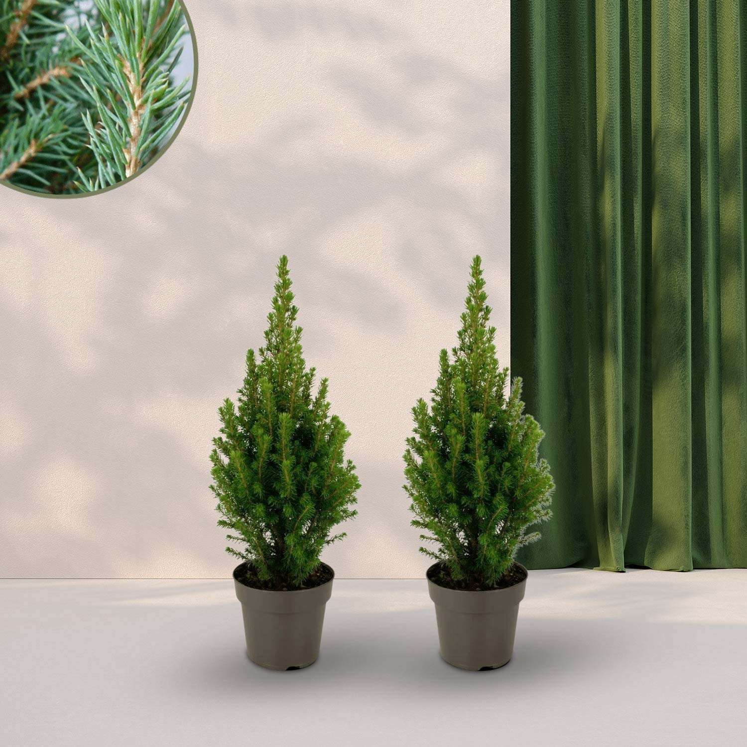 2x Kerstboompjes Dwergspar (Picea glauca Perfecta) - Ø15cm ↕40cm