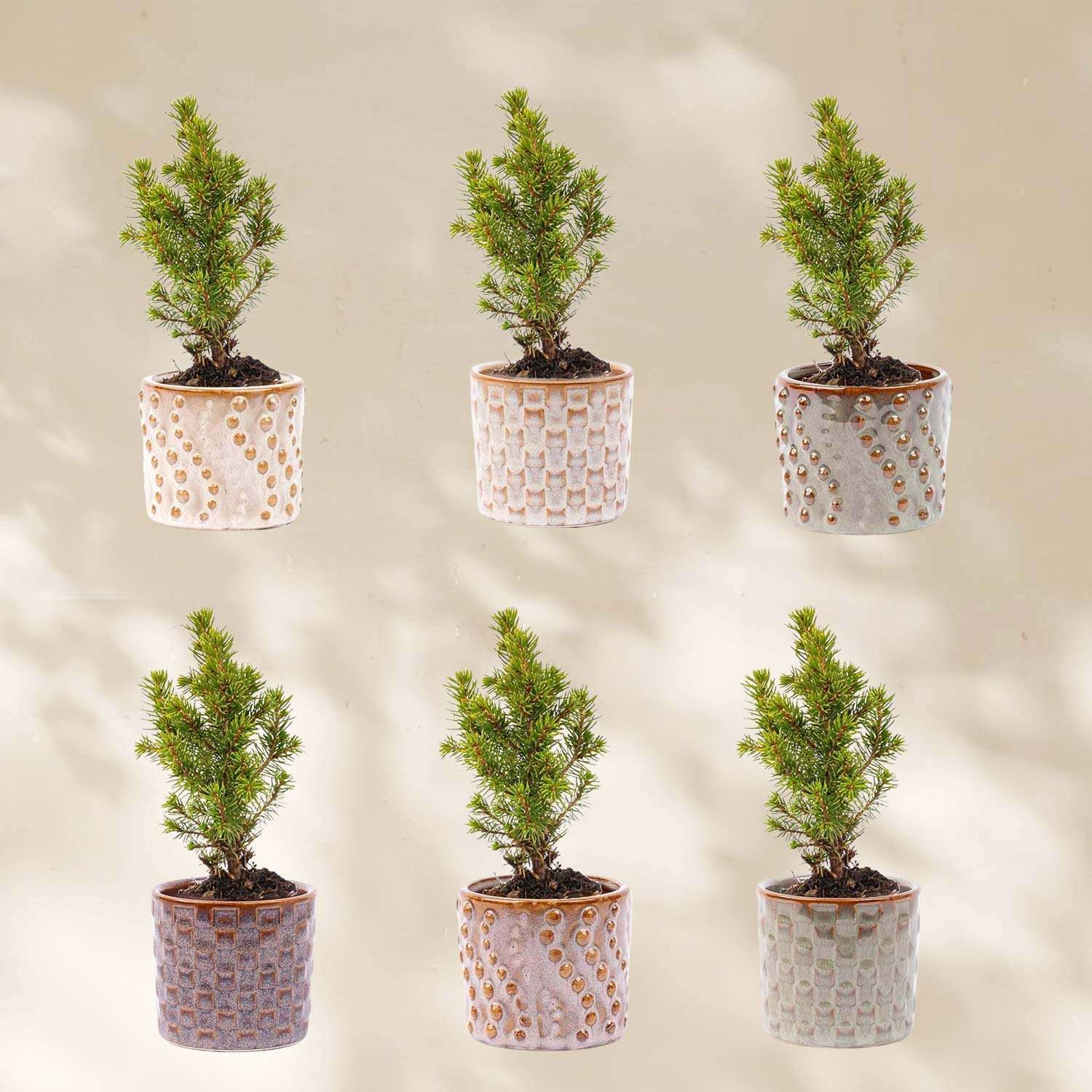 6 mini kerstboompjes in sierpotjes Madrid