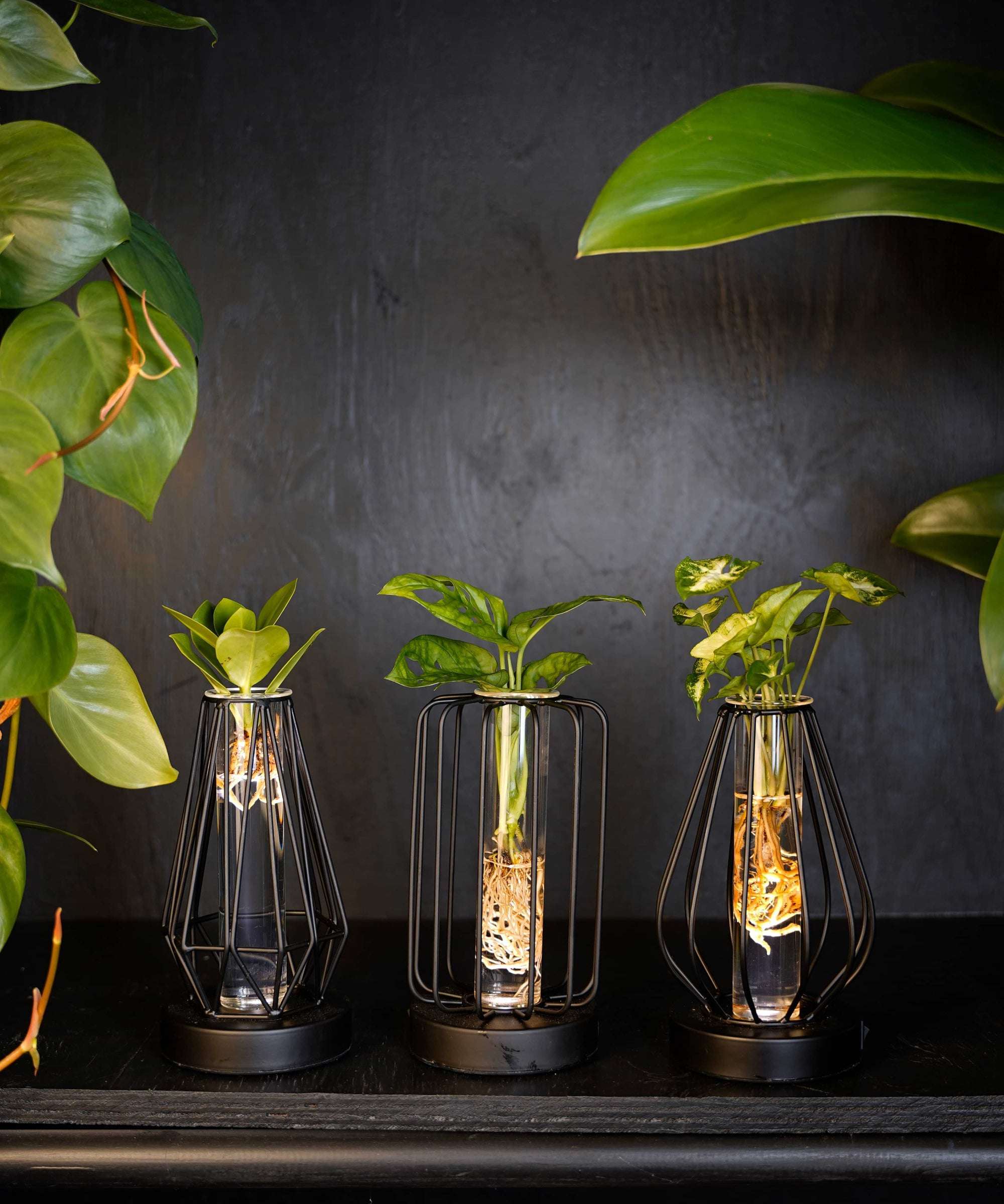 3x Hydroponie plantjes in Turijn Glas met verlichting Ø7cm - ↕20cm incl. batterijen