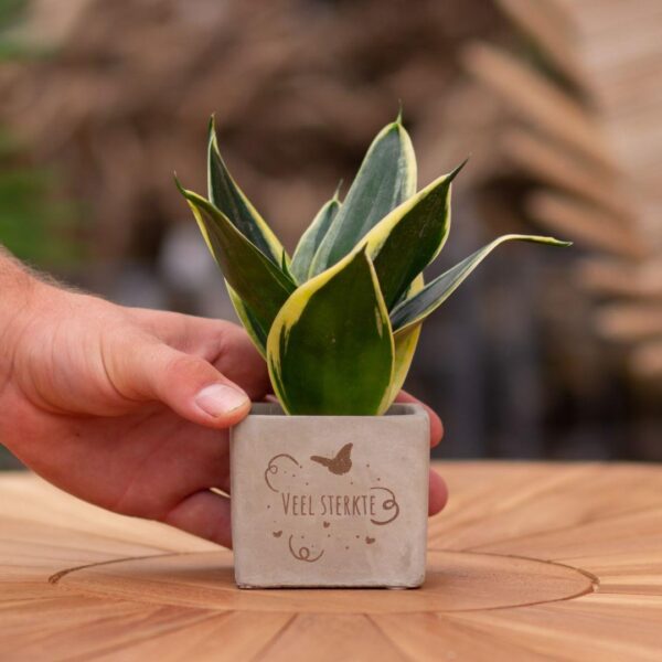 Little Green Gift - Sansevieria - Veel sterkte