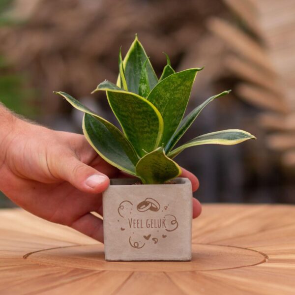 Little Green Gift - Sansevieria - Veel geluk