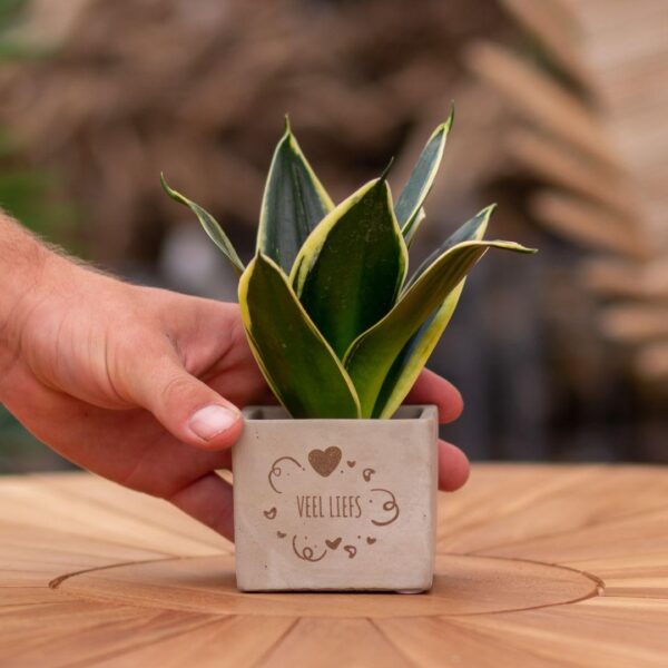 Little Green Gift - Sansevieria - Veel liefs