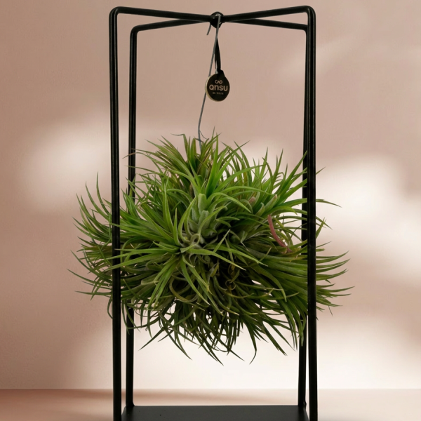 Tillandsia Luchtplant in houder vierkant - Ø14cm ↕37cm